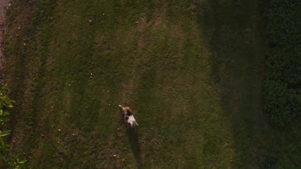 一緒に庭で遊んでいる2匹のペット英語のブルドッグのドローン空中撮影 — ストック動画
