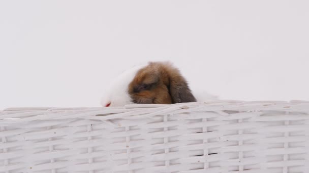 Conejo Orejas Miniatura Marrón Blanco Sentado Cama Cesta Sobre Fondo — Vídeos de Stock