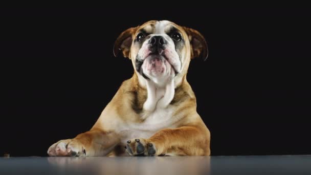 Close Studio Shot Bulldog Puppy Black Background Shot Slow Motion — Stock Video