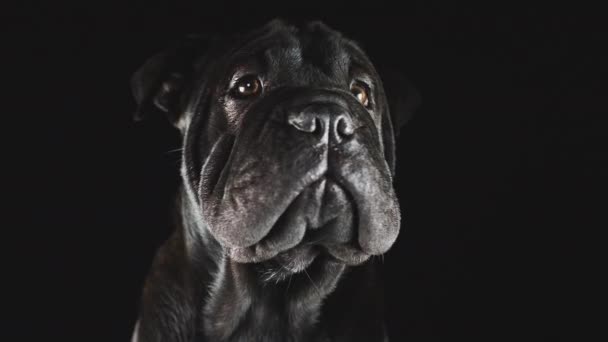 Close Studio Shot Van Zwart Sharpei Puppy Tegen Zwarte Achtergrond — Stockvideo