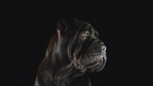 Primer Plano Estudio Cachorro Negro Sharpei Contra Fondo Negro Filmado — Vídeos de Stock