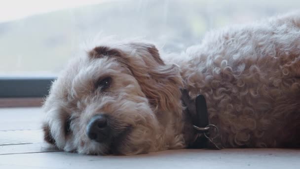 Втомився Собака Спить Підлозі Біля Вікна Вдома Знімок Повільному Русі — стокове відео