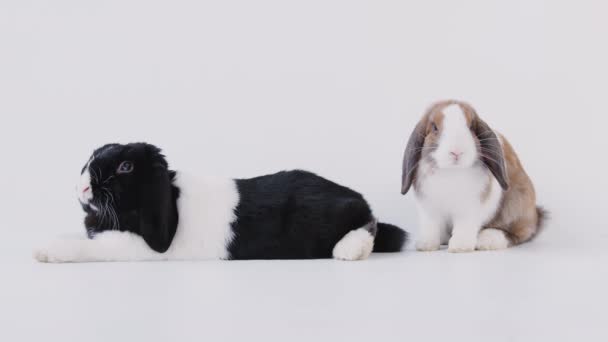 Siyah Beyaz Kahverengi Beyaz Minyatür Tavşanlar Ağır Çekimde Beyaz Arka — Stok video