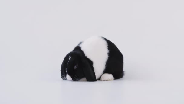 Black White Miniature Flop Eared Rabbit Eating Pet Treat White — Stock Video