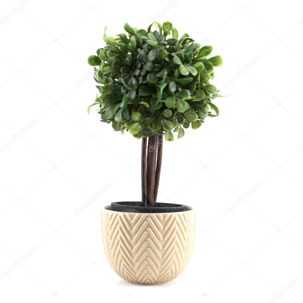 Small tree  in pot   Stock Photo  afisherinthesea 145869135