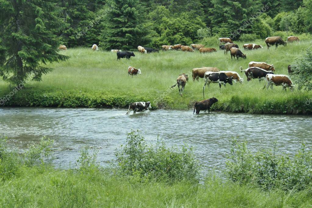Beautiful scenery with animals in Romania — Stock Photo © JustynaMS