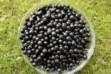 Chokeberries bir kabın içinde