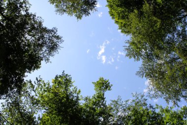Mavi gökyüzüne karşı sarı bir tarlada uzun ağaçlarla dolu yoğun bir orman.