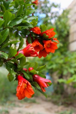 Kırmızı nar çiçekleri yazın bir ağaçta çiçek açtı.