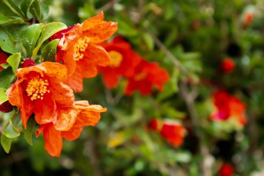 Kırmızı nar çiçekleri yazın bir ağaçta çiçek açtı.