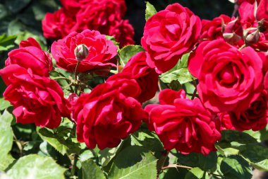 Yazın yeşilliğin etrafındaki bahçede kırmızı çiçekler yetişir.