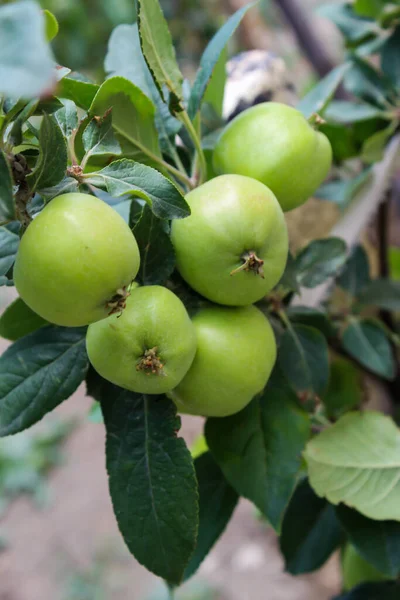 Grüner Kleiner Apfel Hängt Bei Sonnigem Wetter Einem Baum Mit — Stockfoto