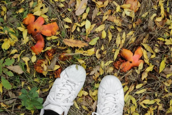 Höstskog Med Gula Orange Röda Och Gröna Blad Solskenet — Stockfoto