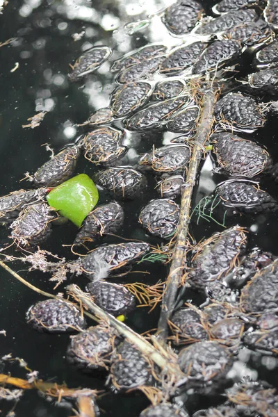 Lago Jardín Botánico Con Peces Colores Hojas Jarra Día Soleado —  Fotos de Stock