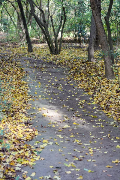 Herfst Bos Met Geel Oranje Rood Groene Bladeren Zon — Stockfoto