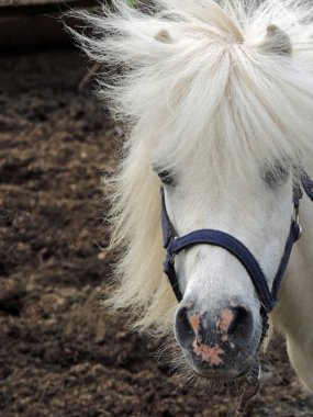 üzgün beyaz midilli