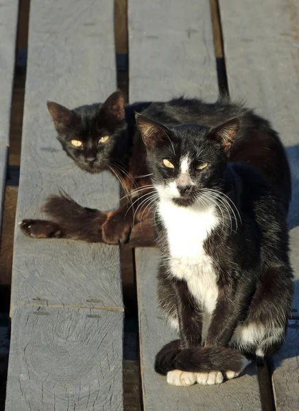 Gatos negros são mendigos na doca caudas bigodes orelhas — Fotografia de Stock