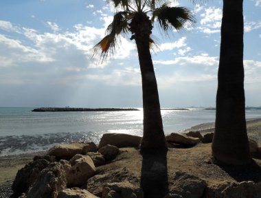 denize sıfır plaj üzerinde Aralık ayında, palmiyeler