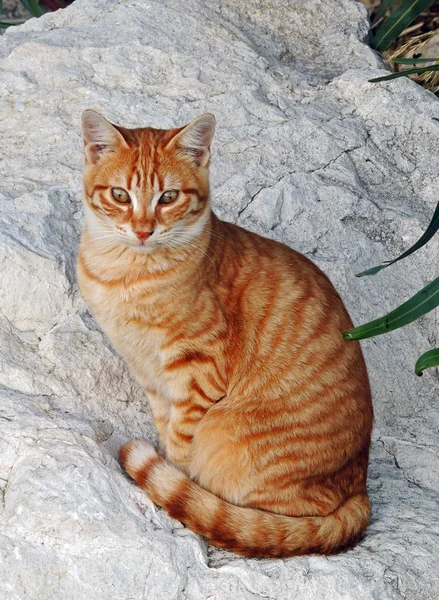 Jengibre tabby gato sentado en un blanco piedra —  Fotos de Stock