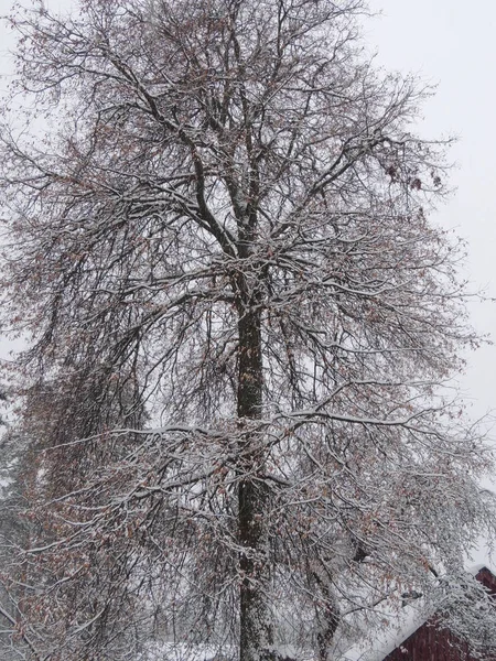 Nevicate a gennaio. Vecchio tiglio con semi sui rami, fiocchi di neve volanti . — Foto Stock