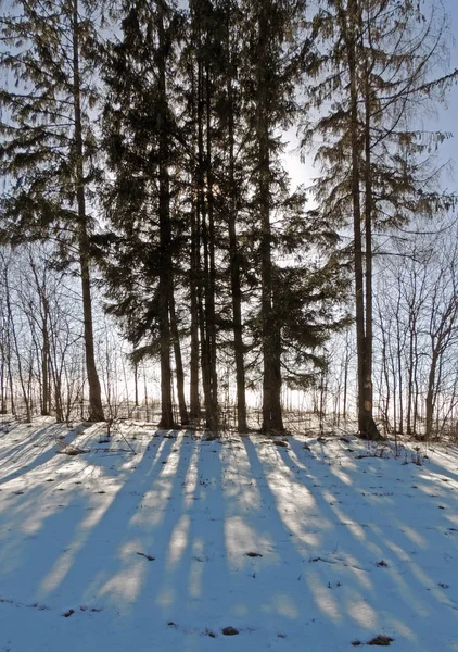 Día soleado en febrero. Largas sombras en la nieve. Los árboles y el abeto . —  Fotos de Stock