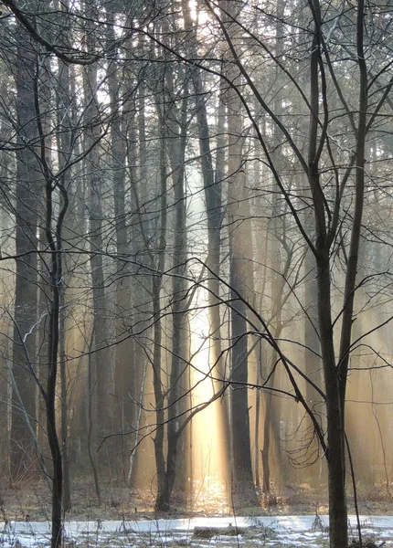 La mañana de niebla de marzo. Los rayos del sol en un bosque de pinos —  Fotos de Stock