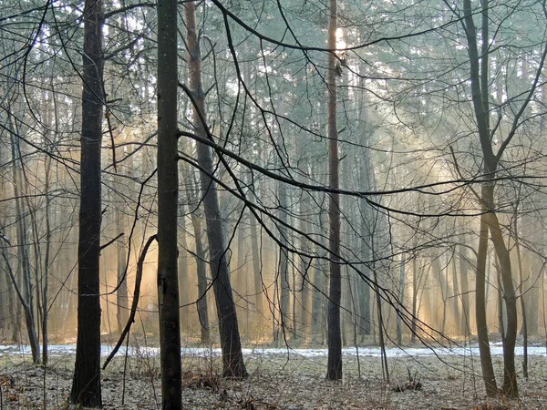 Mart Sisli sabah. Güneş bir çam ormanında ışınlar. Boya bahar ormanı ve son kar. — Stok fotoğraf