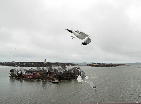 Voo livre sobre o Báltico. Gaivotas e ilhas. céu nublado . — Fotografia de Stock