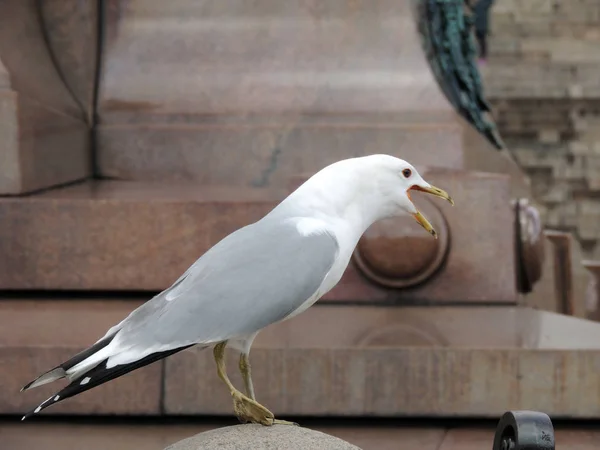 Gull on the town square at the monument — Stock Photo, Image