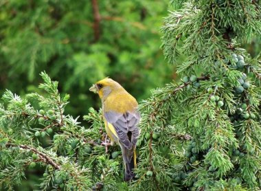 greenfinch (Chloris chloris) ardıç içinde kahvaltı var. Temmuz ayında sıcak güneşli sabah. .