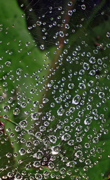 雨后 web 上挂着的露珠。秋季 9 月 — 图库照片