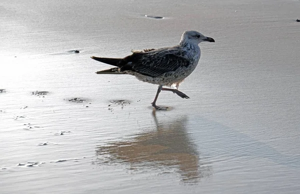 Gaivota caminhando na praia de areia molhada — Fotografia de Stock