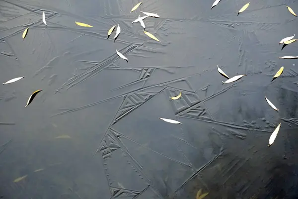 Spätherbst. das erste dünne Eis und die letzten abgefallenen Blätter — Stockfoto