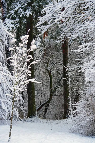 Natureza Inverno Primeira Neve Floresta Dezembro Belos Ramos Cobertos Neve — Fotografia de Stock