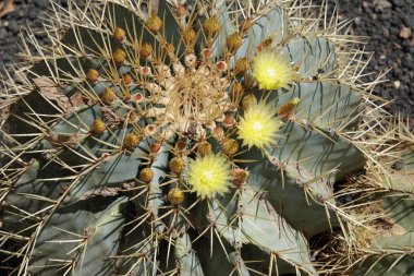  Dikenli toplar. Bir grupta Cactus büyür 