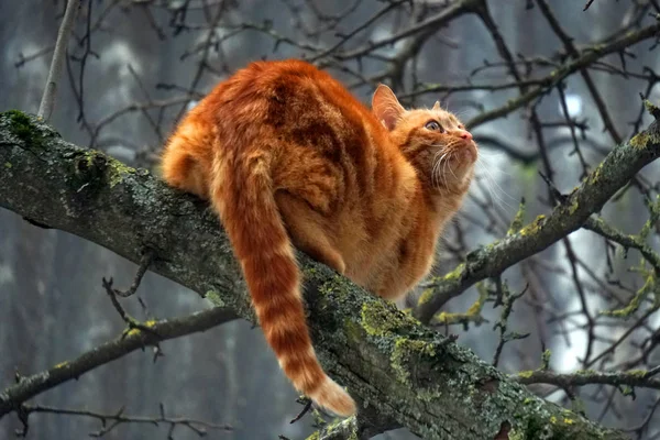 Czerwony Kot Drzewie Gruszka Hunter Ptaków Ogon Uszy Stóp Żółty — Zdjęcie stockowe