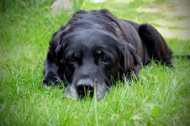 Yaşlı beyaz saçlı Labrador köpek. Kahverengi gözler. Siyah ve gri ceket 