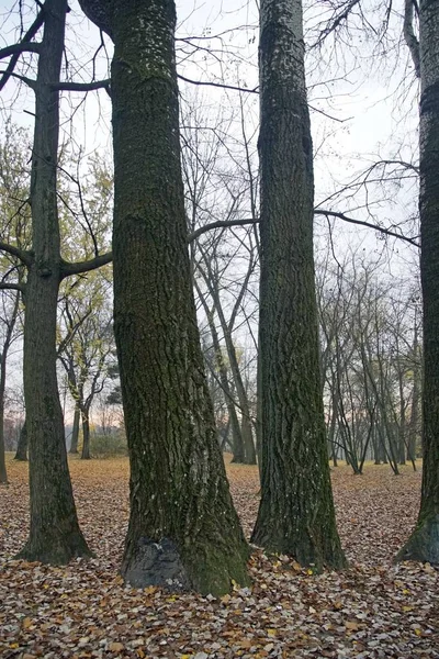 Árvores Álamo Enormes Velhas Tapete Folhas Caídas Parque Cidade Outono — Fotografia de Stock