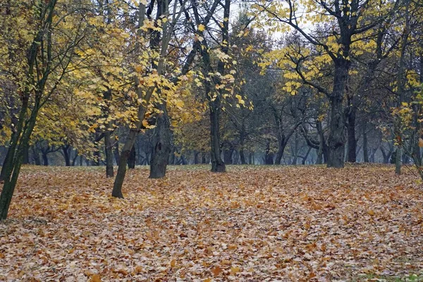 Arany Ősz Egy Meleg Októberi Nap Egy Városi Parkban Vízszintes — Stock Fotó