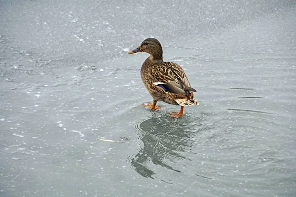 アヒルは11月に池で薄い氷と水を歩く — ストック写真