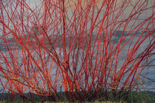 Sträucher Winter Helle Farbe Der Pflanzenzweige Einem Sonnigen Frostigen Dezembertag — Stockfoto