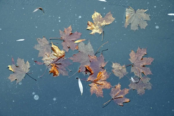 池の表面に氷 落ち葉は氷の中で凍っている 12月雪のない初冬 — ストック写真