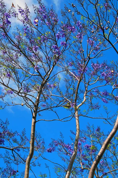 Lindas Flores Uma Árvore Primavera — Fotografia de Stock