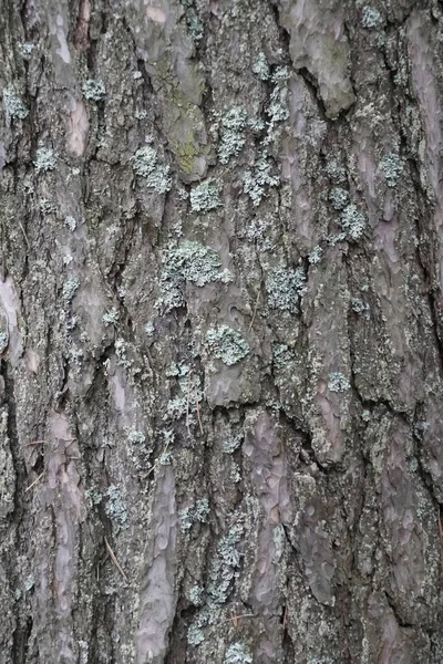 Kora Pniu Drzewa Roślina Sosny Pokryta Porostem Wiosenny Marzec Tekstura — Zdjęcie stockowe
