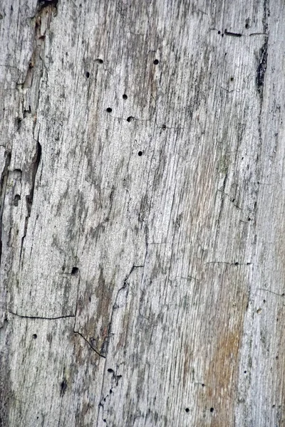 Enorme Carvalho Floresta Tronco Árvore Está Coberto Com Musgo Verde — Fotografia de Stock
