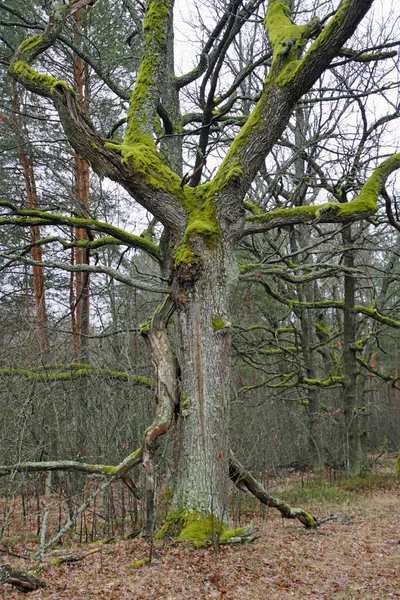 Enorme Carvalho Floresta Tronco Árvore Está Coberto Com Musgo Verde — Fotografia de Stock