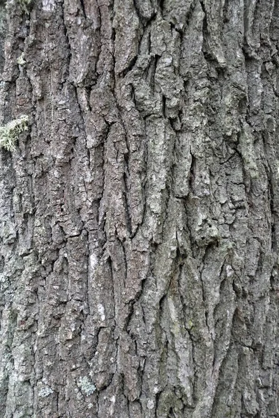 Υφή Φλοιού Κορμό Δέντρου Βελανιδιές Γραφικά Της Φύσης Άνοιξη Μαρτίου — Φωτογραφία Αρχείου