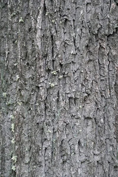 Textura Corteza Tronco Árbol Planta Roble Gráficos Naturaleza Primavera Marzo — Foto de Stock