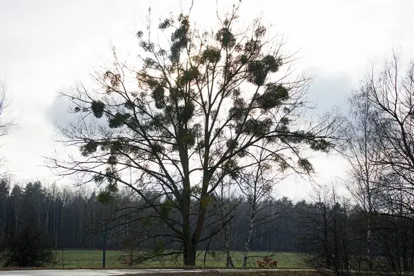 侧向射击 柳树上的白寄生 这种植物是一种寄生虫 春季行军 — 图库照片