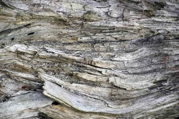 Textura Uma Velha Árvore Destruída Pelo Tempo Tronco Vegetal — Fotografia de Stock